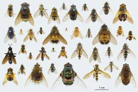 General Information About Tachinid Flies