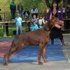 In high demand with the police and the military. Lyles European Dobermans Of Chicago Illinois Home Facebook