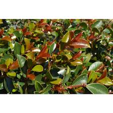 Image result for Syzygium