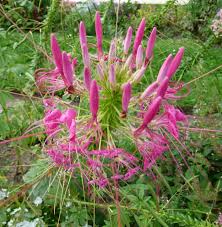 Image result for Cleome houtteana