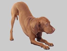 Your dog may not want to be touched on the tummy. Diarrhoea In Dogs Pdsa