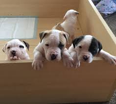 Find your perfect puppy here today. American Bulldog Puppies For Sale Albany Street Ca 214680