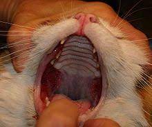 The fauces is a part of the oropharynx directly behind the oral cavity as a subdivision. Fauces Throat Wikipedia