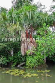 Image result for Chironia flexuosa