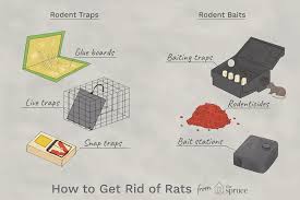 You can take several courses of action to get rid of the rats yourself before you call in the professionals. How To Get Rid Of Rats The 2 Best Ways