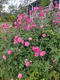 Image result for Rosa sp.