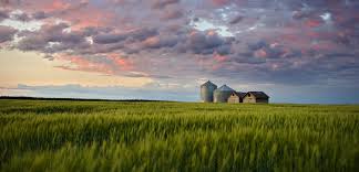 Amber waves of grain are essential to keeping america and the planet beautiful, healthy, and sustainable. Amber Waves Of Grain Golf Blog Golf Articles Golfnow Blog