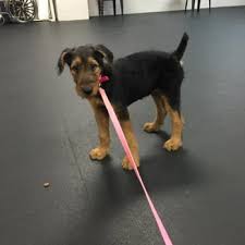 Once rickman picked up ginger the other people helped pull them to she will be released to go home late this evening. Almost Home Boarding Training 15 Reviews Pet Sitting 1219 Dorsey Ln Louisville Ky Phone Number