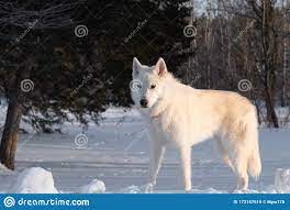 Wolf Hybrid Dog Standing Guard On Snowbank Stock Photo Image Of White Bank 172157510