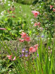 Image result for Tritonia moggii