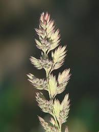 Image result for Phalaris