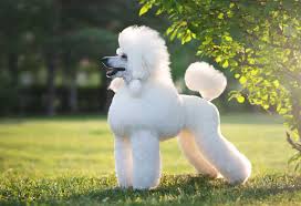 It was the lap dog of japanese nobility. Top 40 Big Dog Breeds That Are Great For Families