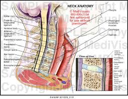 Your neck is like no other part of the vertebral spinal column and enables your head and neck a wide range of motion. Neck Anatomy Medical Illustration