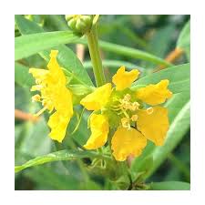 Image result for Heimia salicifolia