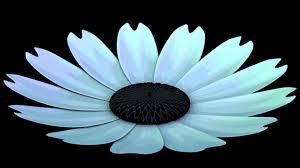 A type of gif image that can be animated by combining several images into a single gif file. Fleurs Blume Flores Gif Find On Gifer