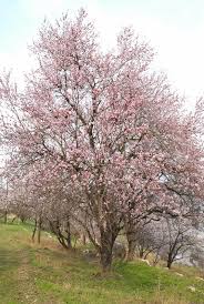 White flowering trees in virginia. Blooming Almond Tree With White Pink Stock Image Colourbox