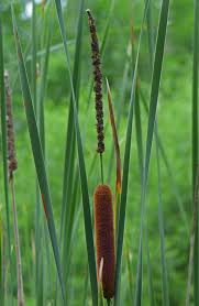 However, unless one has a large yard and lots of time on their hands, a simpler method of obtaining a smoker and probably at close to the same cost is to go on line to amazon.com and purchase the weber barbecue smoker for $200? Cattails Creasey Mahan Nature Preserve
