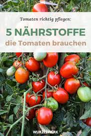 Bereite den boden im herbst oder im frühjahr mit kompost oder stallmist auf. Tomaten Richtig Dungen Wann Wie Mit Welchen Dungern Wurzelwerk Tomaten Garten Tomaten Tomaten Anbauen