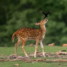 Shutterstock Shutterstock Instagram Photos And Videos Nature Photography Animals Deer Photography Animals Beautiful