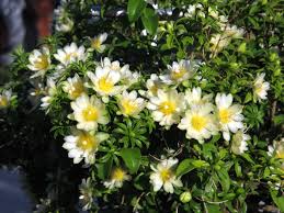 Image result for Pereskia aculeata