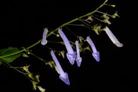 Image result for Isodon ramosissimus