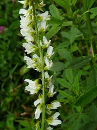 Image result for Melilotus albus