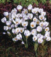 Image result for Pycreus chrysanthus