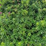 Image result for Rhododendron pulchrum