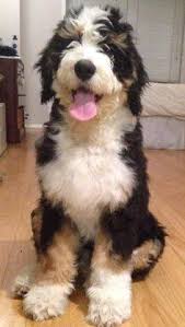 Sierra spring australian labradoodles has labradoodle breeder puppies for sale. Bernedoodles Australia Posts Facebook