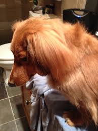 Getting Brushed And Blow Dried After A Shower Blow Dry