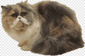 351 40 frame photo frame. Perserkatze Asiatische Halb Langhaarige Britische Halb Langhaarige Menuettkatze Norwegische Waldkatze Weisse Katze Tiere Asiatisches Halblanges Haar Png Pngegg