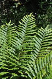 Image result for Blechnum tabulare