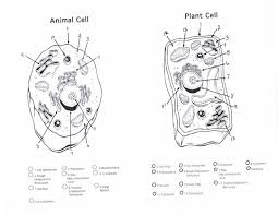 We did not find results for: Dr Gayden S Science Class April 2010 Animal Cells Worksheet Plant And Animal Cells Plant Cell Drawing