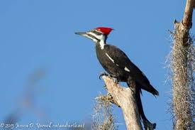Backyard Birds Of Central Florida Central Florida Backyard Bird Identification Backyard Birds Bird Identification Birds