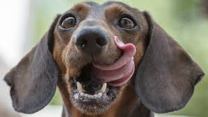 What exactly are pet food recalls? Raw Pet Food Food Safety News