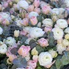 Image result for Ranunculus volkensii