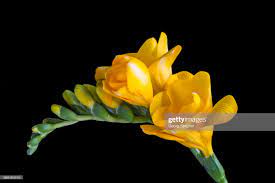 Stock Photo Yellow Freesia Freesia Freesia Royalty Free Images Flowers