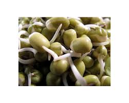 Maybe you would like to learn more about one of these? Growing Mung Bean Sprouts Sproutpeople