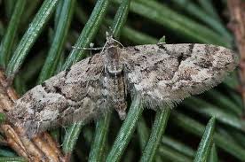 Image result for Eupithecia lanceata