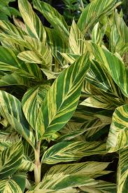 Check spelling or type a new query. Variegated Shell Ginger Alpinia Zerumbet Variegata In Milwaukee Racine Waukesha Green Bay Oconomowoc Wisconsin Wi At Stein S Garden Home
