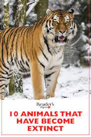 10 Animals That Have Become Extinct In The Last 100 Years Extinction Animals Extinct Animals