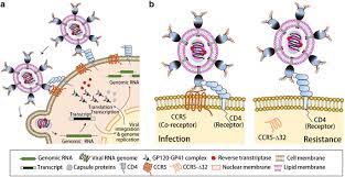The reason seems to be that the normal function of ccr5 is redundant in our genes; Ccr5 D32 Biology Gene Editing And Warnings For The Future Of Crispr Cas9 As A Human And Humane Gene Editing Tool Cell Bioscience Full Text