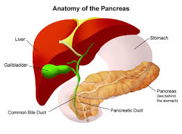 The pancreas lies transversely in the upper abdomen between the duodenum on the right and the spleen on the left. Computed Tomography Ct Scan Of The Pancreas Johns Hopkins Medicine