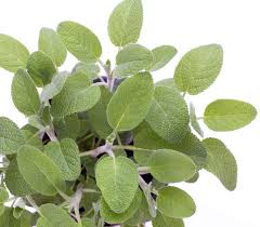 Il a plutôt l'aspect d'une orange de petite taille, et les étrangers qui mais revenons aux citrons comestibles, qui constituent la principale richesse naturelle de la région ils sont placés dans des enclos fermés de murs et plantés très près les uns des autres. Sauge Culture Entretien Et Recolte Au Fil Des Saisons