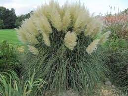 Unique Lornamental Grasses Landscaping Ornamental Grass Plumes How To Get An Ornamental Grass To P Ornamental Plants Ornamental Grasses Grasses Landscaping