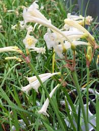 Image result for Cyrtanthus mackenii