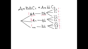 Using Branch Diagrams