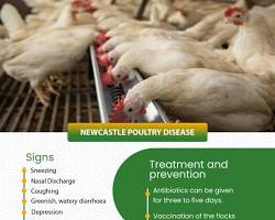 Gambar Newcastle disease in chicken