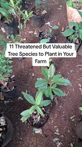 Image result for Chionanthus battiscombei