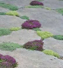 Your patio or deck deserves to be decorated with. Best Plants For Pathways And Cracks In Concrete And Patios Flowerpotman Landscape Gardener